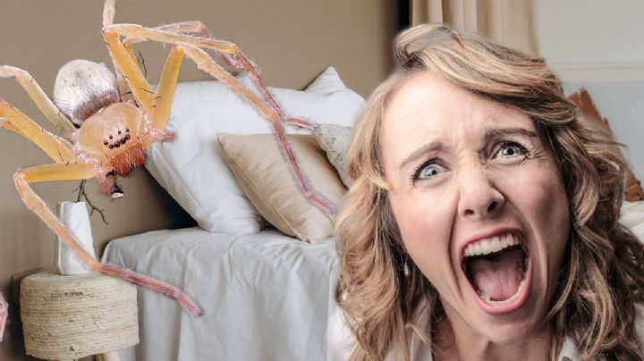 Hidalgo, el lugar donde habita una de las arañas más letales; puede estar bajo tu cama