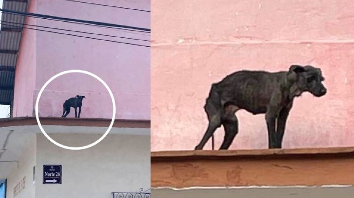 En los huesos: Denuncian perro desnutrido abandonado en azotea de Orizaba