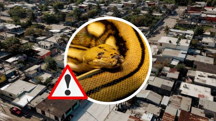 Reportes por serpientes: llamadas más recurrentes a Bomberos Conurbados