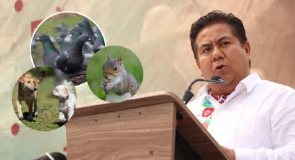 Alcalde de Papantla, Veracruz llama plaga a perros, palomas y ardillas; propone acabarlos