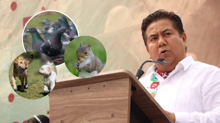 Alcalde de Papantla, Veracruz llama plaga a perros, palomas y ardillas; propone acabarlos