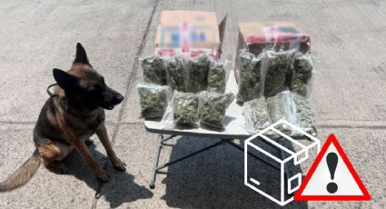 En paquetería, así descubrieron mariguana de Jalisco con destino a Veracruz