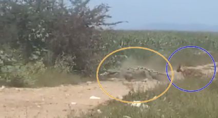 VIDEO | ¡Sin temor al éxito! Lomito enfrenta a cocodrilo en Culiacán… y gana