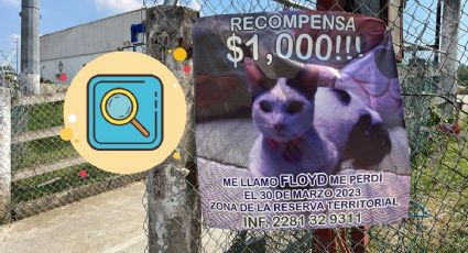 Familia ofrece recompensa por Floyd, gato perdido en Xalapa