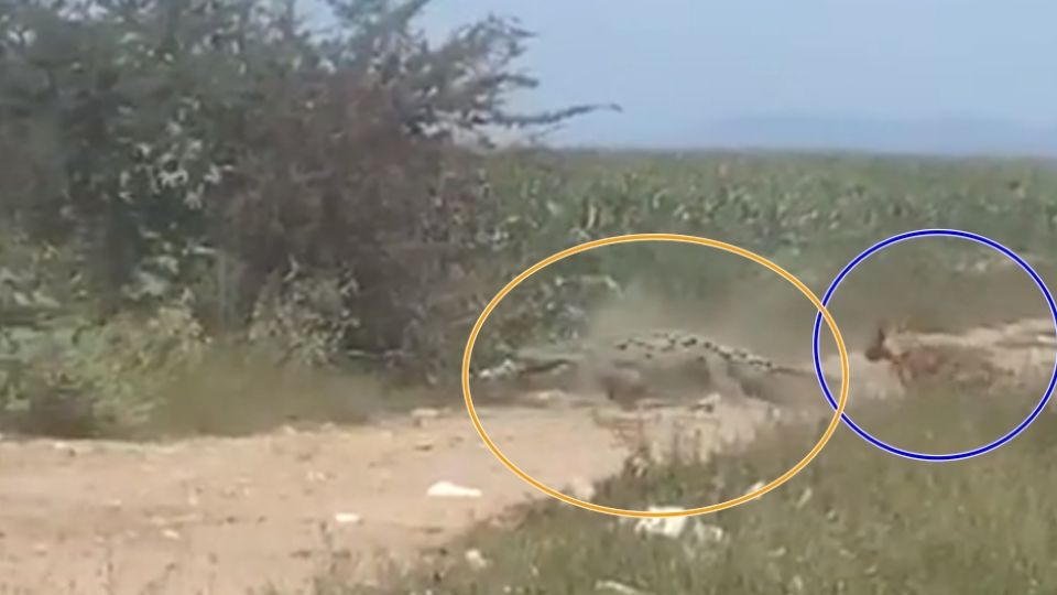 En un video se observa que justo en el paso en donde se encontraba el cocodrilo iba pasando un perro, el cual por poco iba a terminar siendo devorado por el enorme reptil