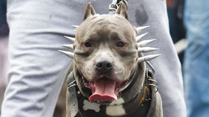 Nahomi dormía cuando pitbull la ataca ferozmente; muere en hospital