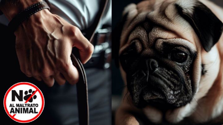 ¿Quieres denunciar maltrato animal? Así lo puedes hacer en México