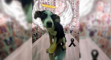 Exigen justicia por Mili en Xalapa, cachorra asesinada a golpes