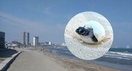 Tortugas bebés nacen en playas de Boca del Río y sorprenden a jarochos