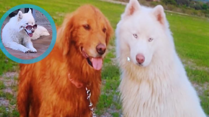 A dos años de la tortura y el asesinato del perrito Alpha, su caso sigue impune