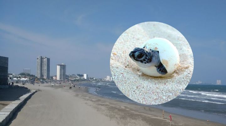 Tortugas bebés nacen en playas de Boca del Río y sorprenden a jarochos