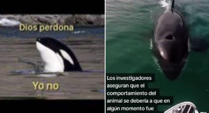 VIDEO TIKTOK: Gladys, la orca rebelde que hunde barcos en los mares