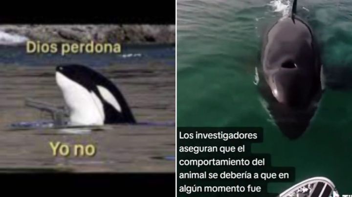 VIDEO TIKTOK: Gladys, la orca rebelde que hunde barcos en los mares