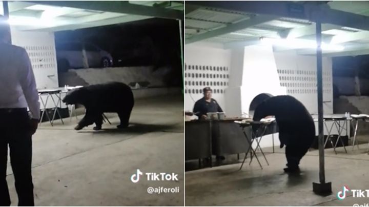 VIDEO: Oso se cuela a carnita asada en San Pedro, NL