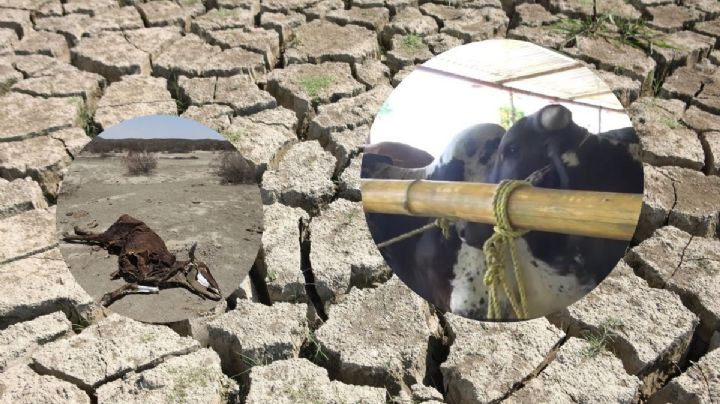Por estiaje, mueren más de 20 reses en el sur de Veracruz