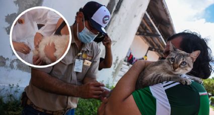 UV vacunará gratis a perros y gatos contra la rabia en Veracruz. Mira dónde