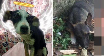 Animalistas marchan en por Mili y Sol, perritas asesinadas en Xalapa