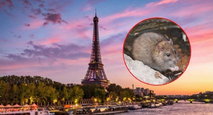 Estrategia contra las ratas de París: abrazos, no escobazos
