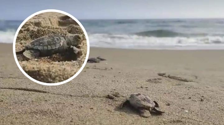 Nacen cerca de 50 tortugas lora en la playa de Coatzacoalcos, Veracruz