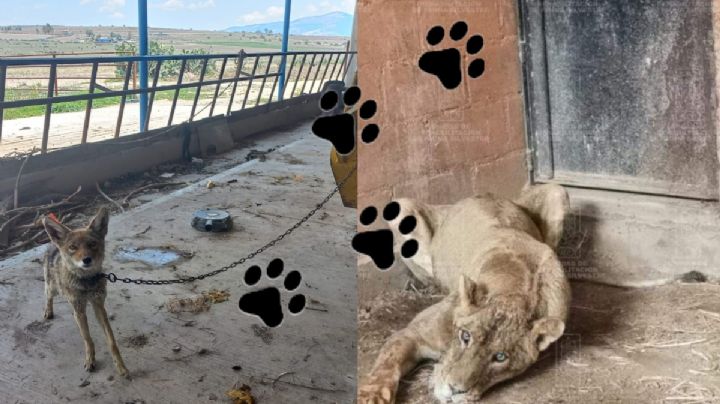 Rescatan a coyote y leona de maltrato en Hidalgo