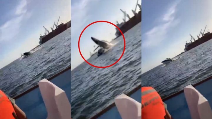 VIDEO | Ballena salta a la superficie y cae sobre yate, hay 4 lesionados