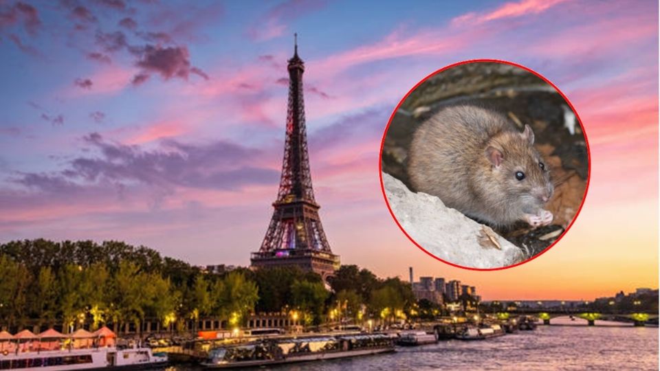 Estrategia contra las ratas de París: abrazos, no escobazos