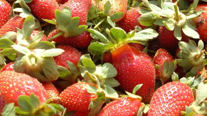 EU retira del mercado fresas mexicanas por brote de hepatitis A