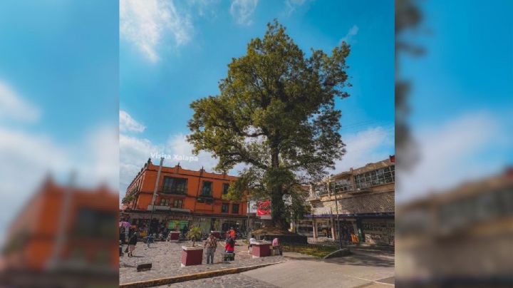 Este es El Árbol de Xalapa: Más de 100 años de historia y un referente cultural