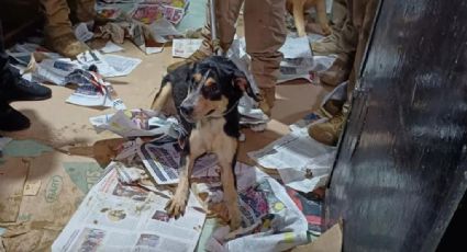 "Se escuchaba a los perros llorar": La historia de los 60 perros hacinados en CTM Culhuacán