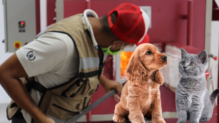 Final digno para lomitos y michis de Hidalgo, proponen crematorio gratis de mascotas