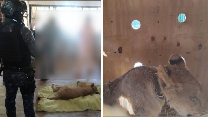 Rescatan a cachorro de león africano en Celaya; estaba deshidratado