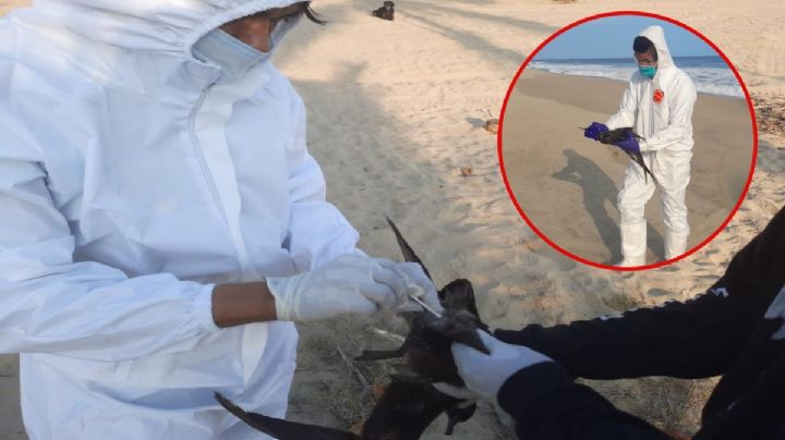 Fenómeno de El Niño provoca muerte de cientos de aves en el Océano Pacífico