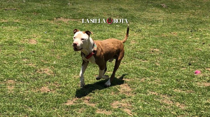 Maltrato animal: "Diario nos llegan más casos, uno más violento que el anterior"