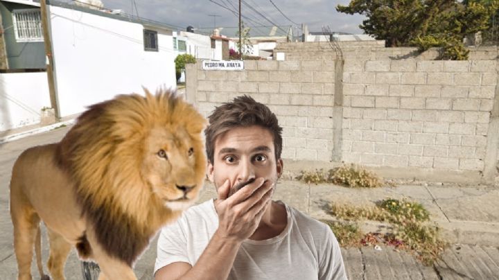 ¿Un león paseando por calles de Pachuca? Video en TikTok causa alarma