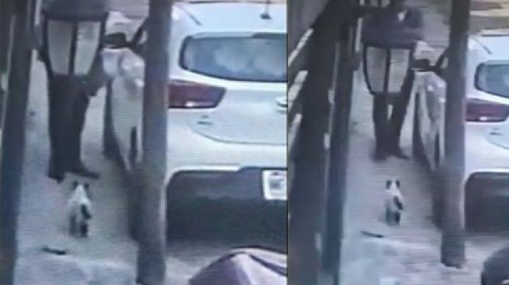 Gracias a video cae asesino de gato en Tlalnepantla