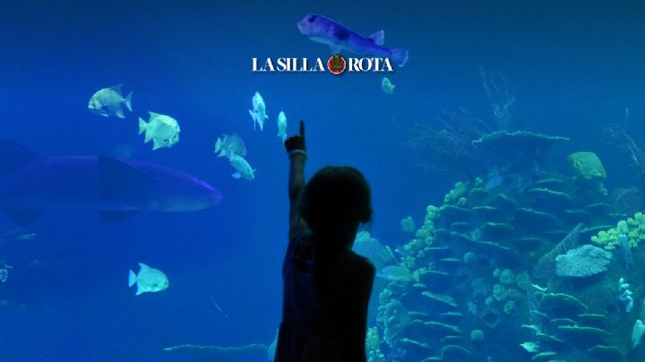 Gran Acuario Mazatlán: la inmersión al fantástico mundo marino