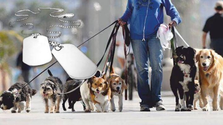 El NUEVO dato que debe traer el collar tu perro en la CDMX