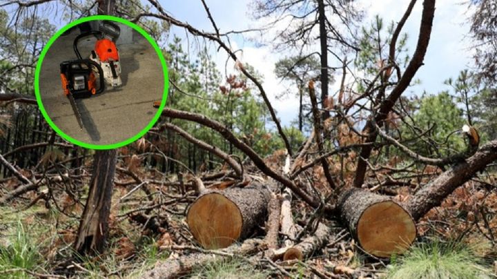 Tras protestas por talamontes, CDMX anuncia operativos en Tlalpan y Milpa Alta