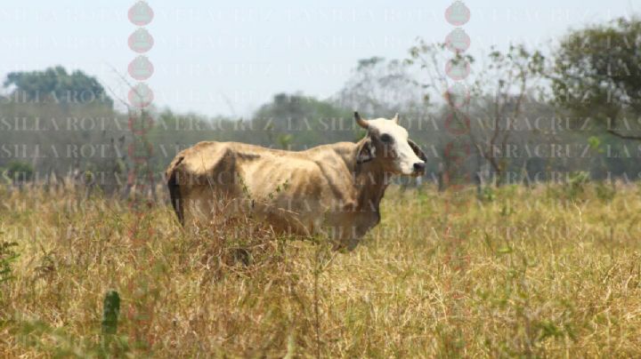 Tenemos que comprar agua: calor asfixia a reses y bolsillo de ganaderos en Veracruz