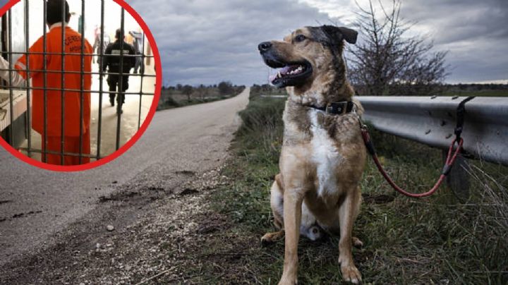 Cárcel o multas de 15,000 pesos por abandono de mascotas, propone legislador hidalguense