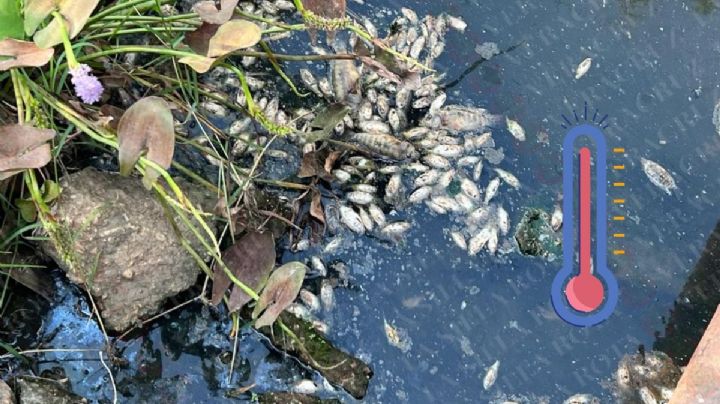 Por ola de calor mueren miles de peces en ríos del sur de Veracruz