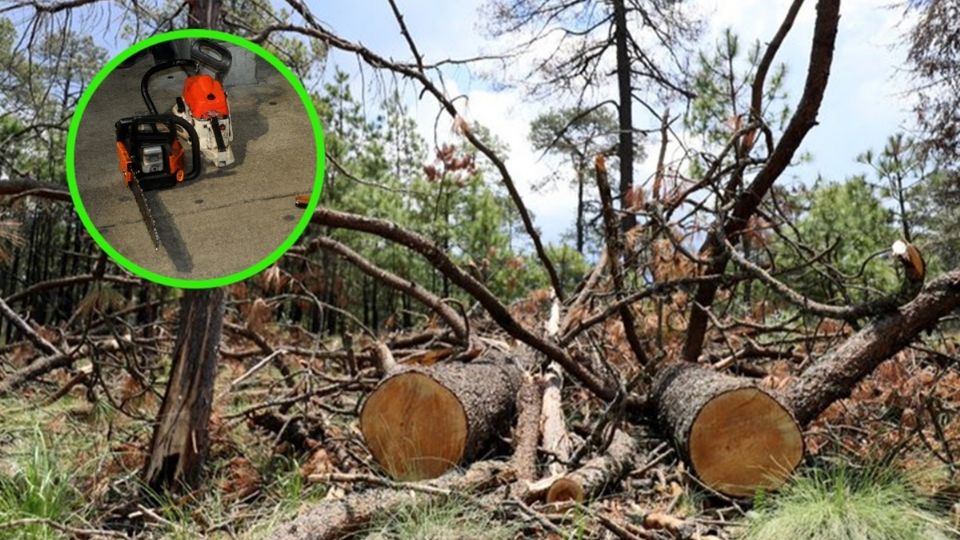 De continuar la tala indiscriminada, la zona puede experimentar un colapso ambiental