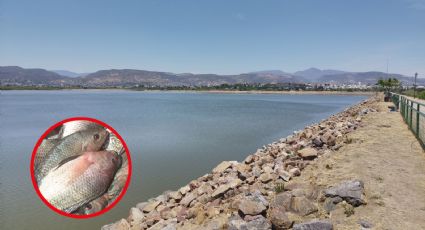 La pesca, a punto de perderse por la sequía en la Presa El Palote