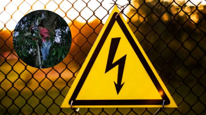Subió a un árbol a cortar mangos, muere electrocutado en Hidalgo