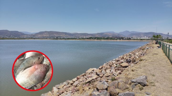 La pesca, a punto de perderse por la sequía en la Presa El Palote