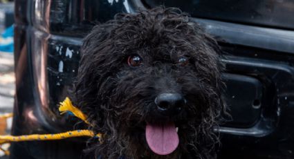 Envenenan a docena de perros en Santiago Tlacotepec; exigen dar con los responsables