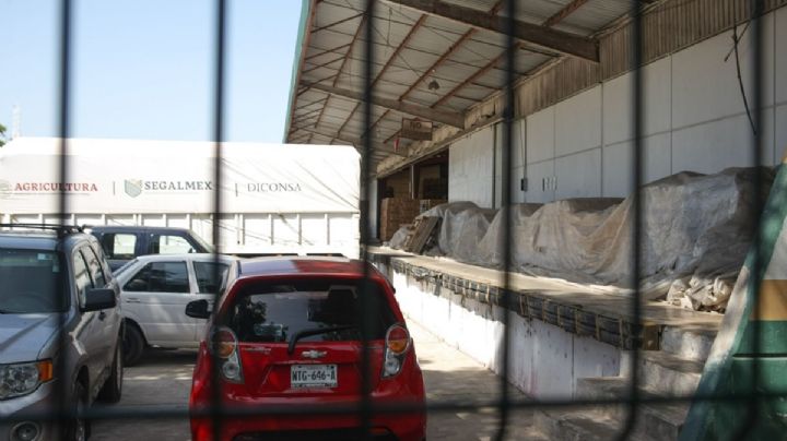 Segalmex, sin capacidad para pagar producción de campesinos sinaloenses, acusan