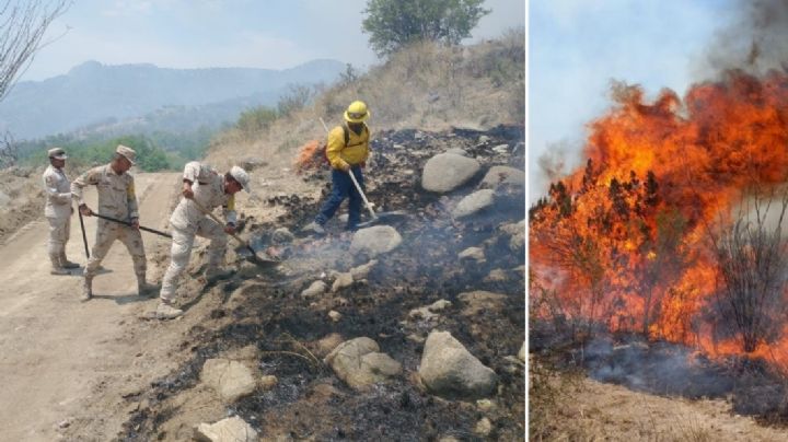 Sonora arde en verano: incendios no dan tregua; 40 mil hectáreas afectadas