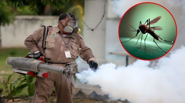 DENGUE en México: Cómo se transmite, síntomas, prevención y todo lo que debes saber