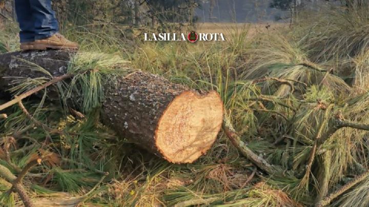 “Ya no podemos ingresar a nuestro bosque”; comuneros piden frenar tala clandestina